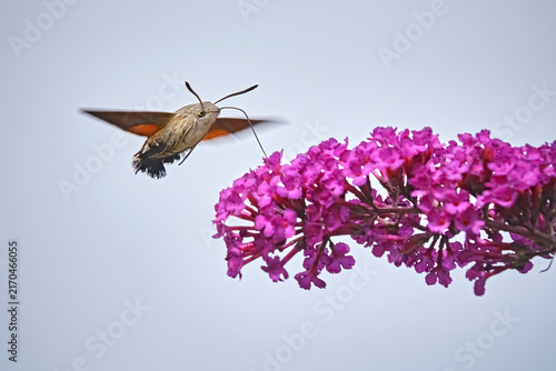 Taubenschwänzchen ( Macroglossum stellatarum ).