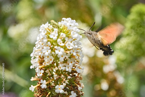 Taubenschwänzchen ( Macroglossum stellatarum ).