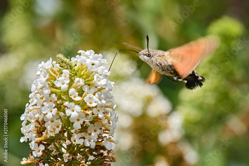 Taubenschwänzchen ( Macroglossum stellatarum ).