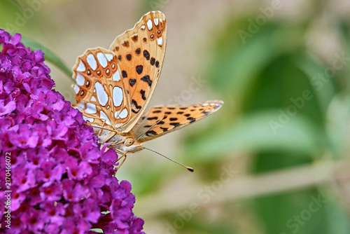 Kleiner Perlmuttfalter ( Issoria lathonia ).