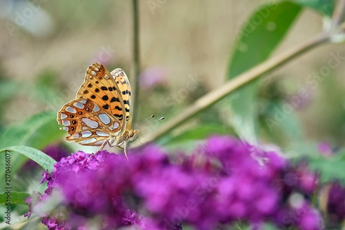 Kleiner Perlmuttfalter ( Issoria lathonia ).