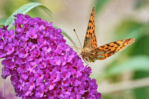 Kleiner Perlmuttfalter ( Issoria lathonia ).