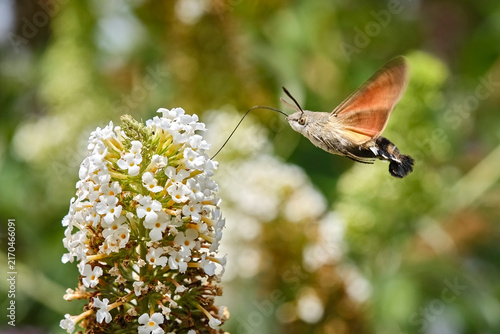 Taubenschwänzchen ( Macroglossum stellatarum ).
