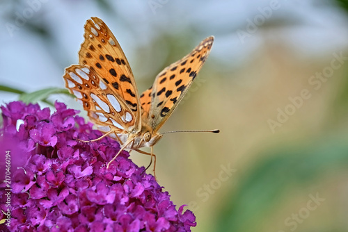 Kleiner Perlmuttfalter ( Issoria lathonia ).