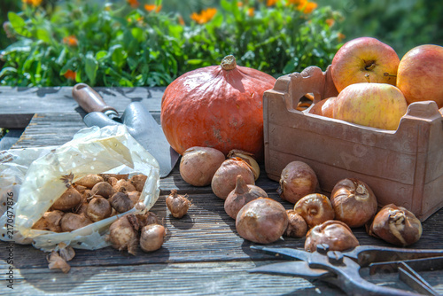 tulip bulbs and crocus on a plank  with gardening equipment and  squash and a...