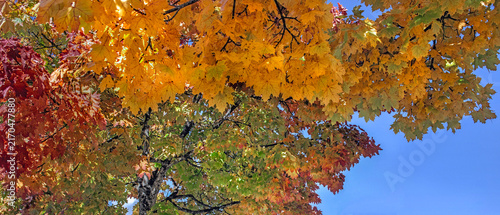 beautiful vibrant yellow and orange maple tree with leaves illuminated by sun...