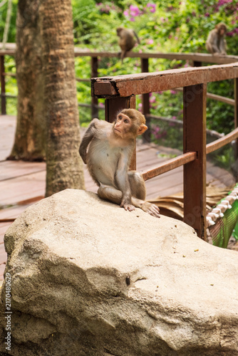 Photography A young juvenile macaque scratching itself while sitting on a rock near a wooden