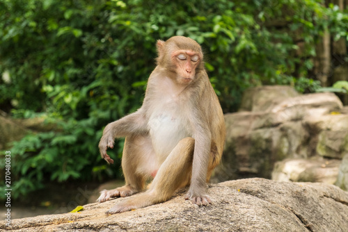 Canvas Print A cute adult macaque sitting on a rock with closed eyes and pouting lips in a funny coquettish pose, looking like a fashionable diva enjoying the moment in tropical forest reserve