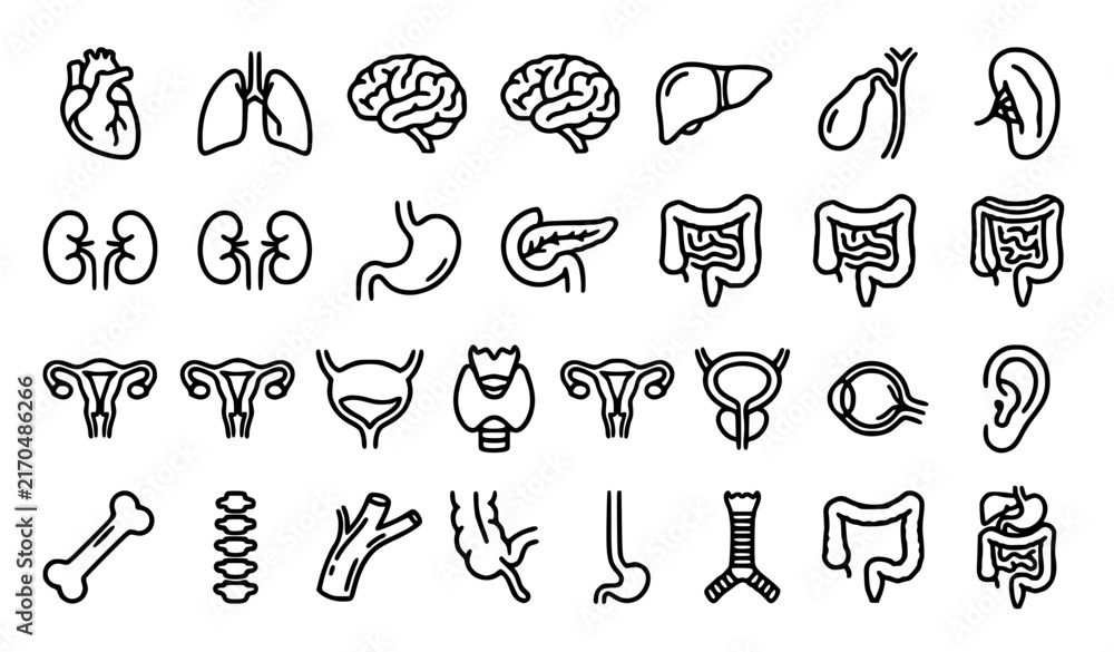 Fototapeta premium Human internal organs medical outline editable stroke vector icon set