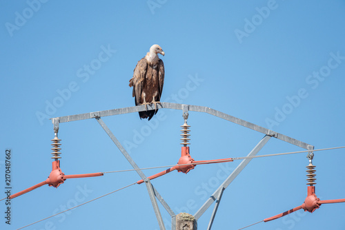 Gyps fulvus. Griffon Vulture perched on a high-voltage power line. Arribes del Duero Natural Park, Castile and León, Spain.