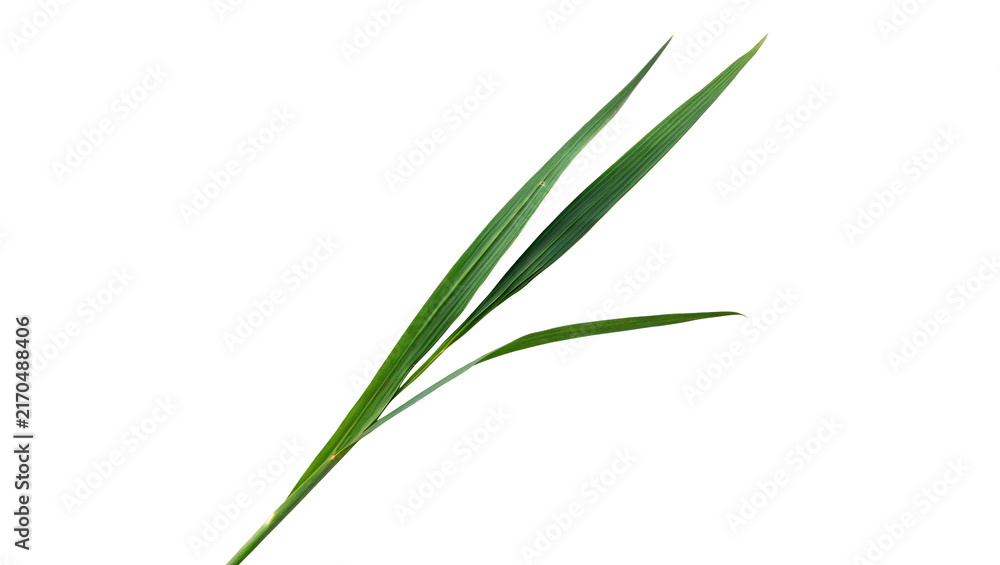Fototapeta premium Few long sharp green grass blades stems isolated on transparent background