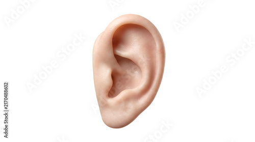 Human ear anatomical model for medical research hearing science and auditory health studies.
