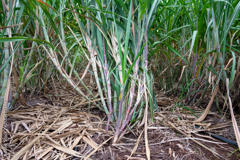 Obraz premium Healthy sugarcane crop growing in an agricultural field, representing sugarcane farming, sugar production, rising sugar prices, agricultural markets and the economic importance
