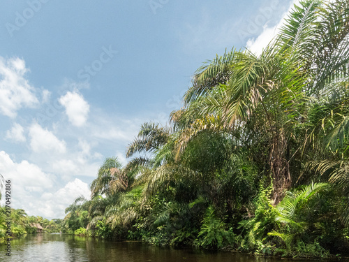 Canvas Print Lush River Ecosystem and Tropical Riparian Forest in Benin, West Africa