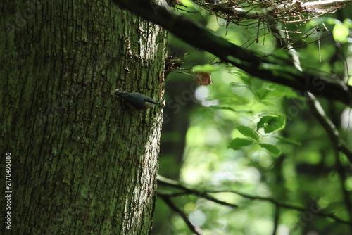 Foto nuthatch