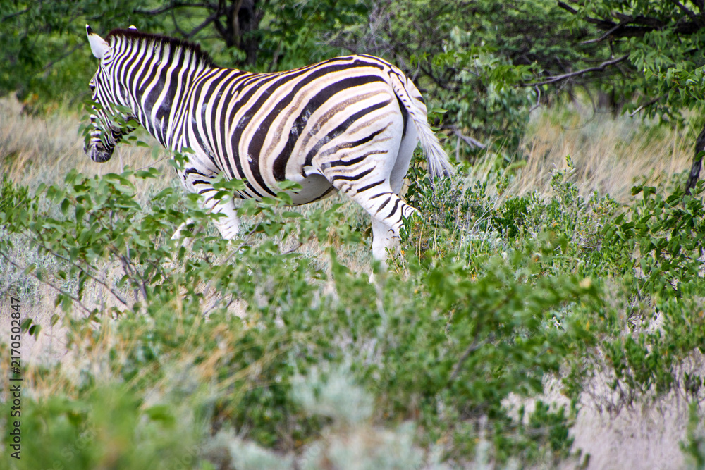 Naklejka premium Ein Zebra durchquert dichtes Buschwerk und trockenes Gras in einer natürlichen Landschaft des Etosha-Nationalparks.