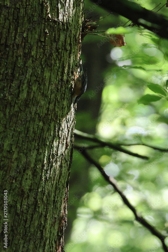 Obraz premium nuthatch