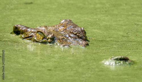 Plakat crocodile in the swamp