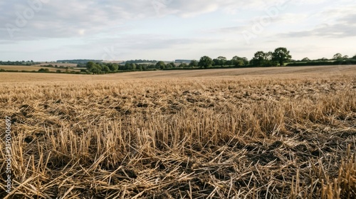 Stubble Field After Harvest Under a Cloudy Sky