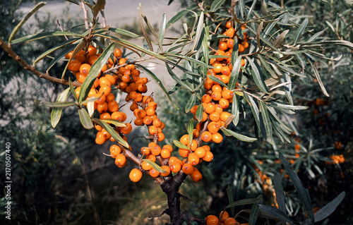 Foto Sea buckthorn berries on branch among green leaves, autumn harvest in warm sunlight with vibrant orange color