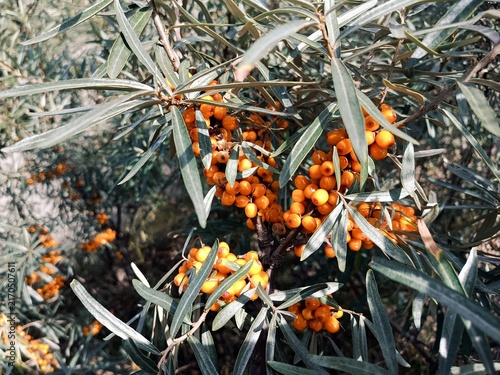 Canvastavla Close-up of ripe sea buckthorn berries on branch with green leaves, autumn berri