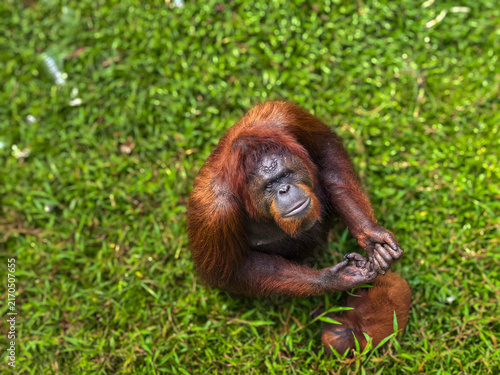 Canvas Print orangutan