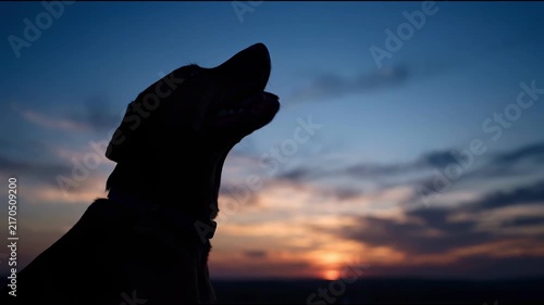 Silhouette of a dog howling at the sunset sky with clouds.