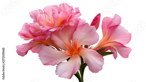 Fresh oleander flower with vibrant natural petals and realistic botanical detail, centered isolated PNG on transparent background with clean edges and sharp focus