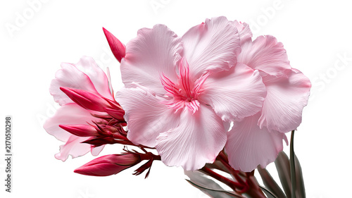 Fresh oleander flower with vibrant natural petals and realistic botanical detail, centered isolated PNG on transparent background with clean edges and sharp focus