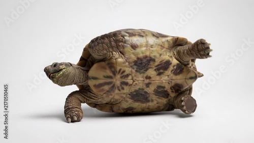 Turtle on its back upside down isolated on white background studio shot.