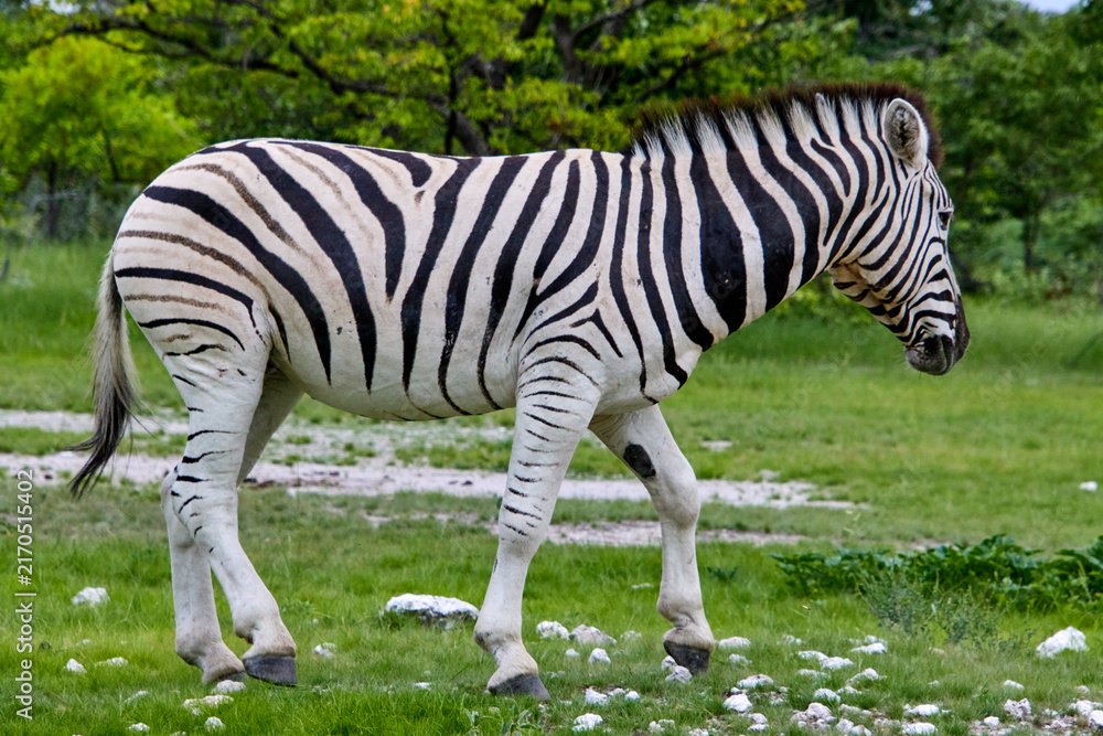 Naklejka premium Ein Zebra steht im mittleren Bildbereich in einer offenen grünen Landschaft mit Bäumen, Buschwerk und steinigem Boden.