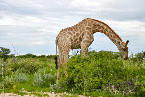 Foto Eine Giraffe beugt den langen Hals zu einem dornigen Busch hinab und frisst Blätter in der grünen Buschlandschaft