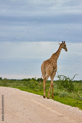 Eine Giraffe steht teilweise hinter dichtem Dornbusch; Hals, Rücken und Fellmuster sind zwischen den Ästen sichtbar.
