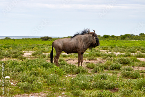 Ein gestreiftes Gnu ist in Seitenansicht auf einer grünen offenen Fläche mit Buschvegetation und hellem Himmel zu sehen.