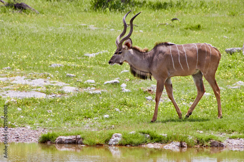 Obraz na płótnie Ein männlicher Großer Kudu bewegt sich am Rand eines Wasserlochs durch eine grüne Landschaft; die langen Hörner zeichnen sich deutlich gegen den Hintergrund ab
