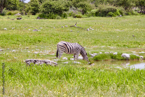 Ein Zebra senkt den Kopf zum Trinken an einem kleinen Wasserloch in einer grünen und steinigen Landschaft.