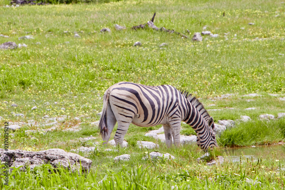 Naklejka premium Ein Zebra steht mit gesenktem Kopf an einem Wasserloch in einer offenen grünen Landschaft mit Steinen und Buschvegetation.