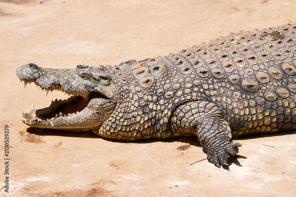 Fototapeta premium Ein Krokodil liegt auf einer hellen befestigten Fläche und zeigt sein geöffnetes Maul, die Zähne und die stark strukturierte Haut.