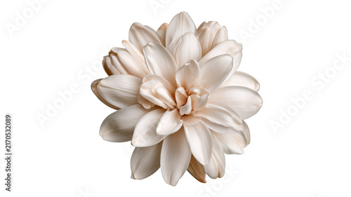 Fresh tuberose flower with vibrant natural petals and realistic botanical detail, centered isolated PNG on transparent background with clean edges and sharp focus