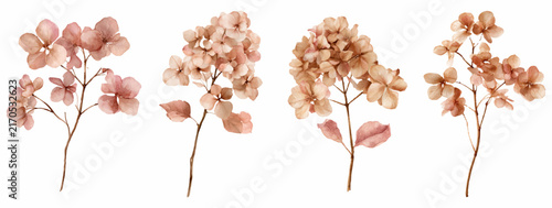 Watercolor collection featuring dried hydrangea flowers. Showcasing autumn plants in a sepia toned botanical illustration