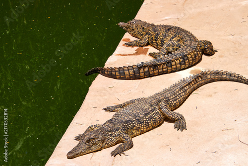 Foto Zwei Krokodile liegen auf einer betonierten Fläche direkt neben einem grün gefärbten Wasserbecken