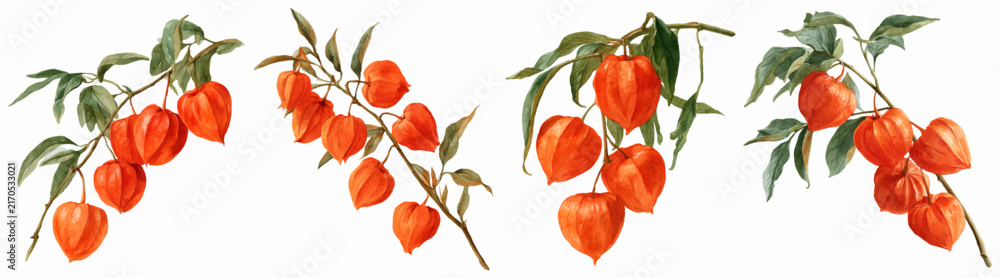 Naklejka premium Physalis branches illustrating autumn botany, watercolor chinese lantern plants creating decorative elements, seasonal harvest of ornamental berries and leaves