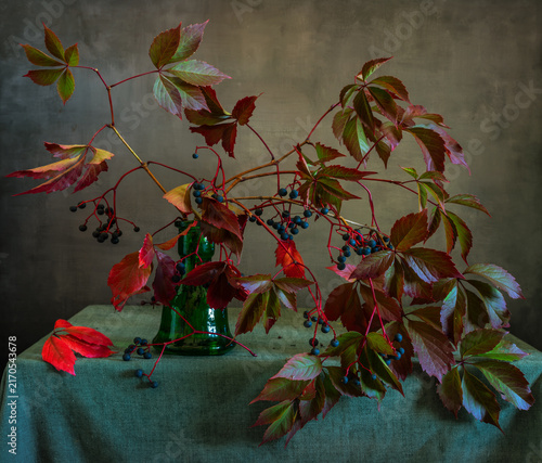 Still life with wild grape branches with autumn leaves and ripe black berries.