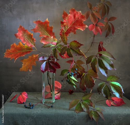Still life with beautiful autumn oak leaves and wild grape branches with ripe black berries.