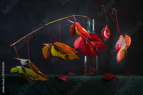 Still life with wild grape branches with beautiful autumn leaves on a dark background.