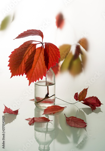 Still life with wild grape branches with beautiful autumn leaves on a light background with reflection.