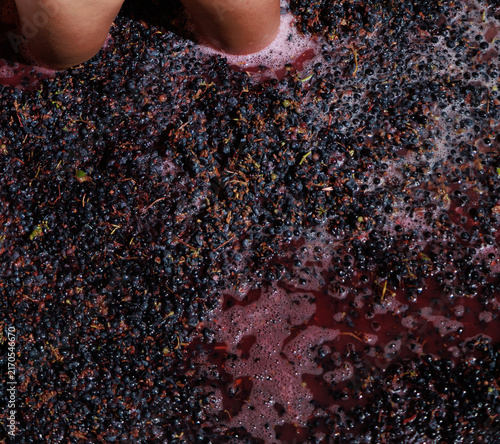 фотографія Traditional grape stomping during the winemaking process, with a person crushing freshly harvested dark grapes by foot