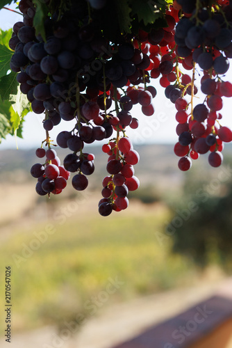 Close-up of a ripe bunch of dark red and black grapes growing on a grapevine, surrounded by green vine leaves and illuminated by natural sunlight. Rural agricultural scene representing viticulture