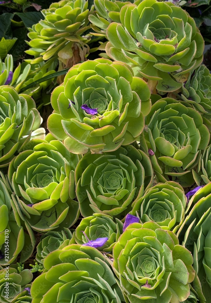 Obraz premium Green Aeonium Succulent Rosettes with Purple Petal Accents