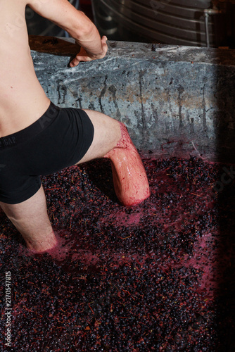 Fotografie Traditional grape stomping during the winemaking process, with a person crushing freshly harvested dark grapes by foot